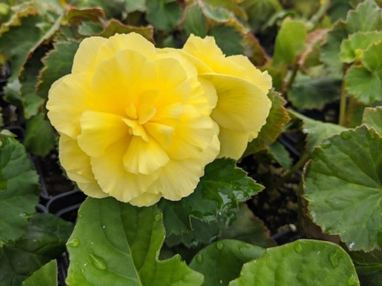 Best Nurseries In Pittsburgh PA Nurseries And Greenhouses Nurseries Plants In New Castle